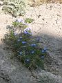 lithodora 3